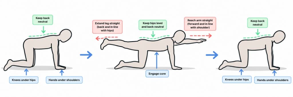 Bird Dog exercise guide