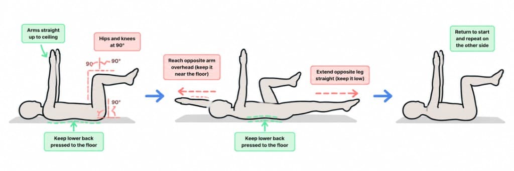 Dead Bug exercise guide